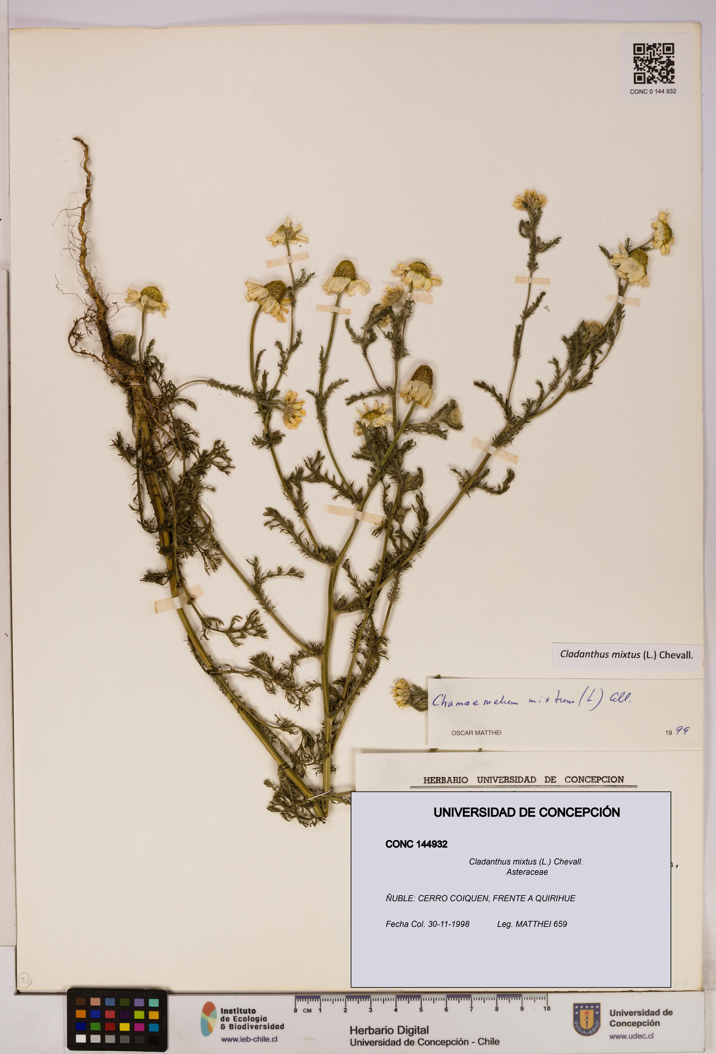 Cladanthus mixtus [Espécimen: UDEC:CONC:0144932]