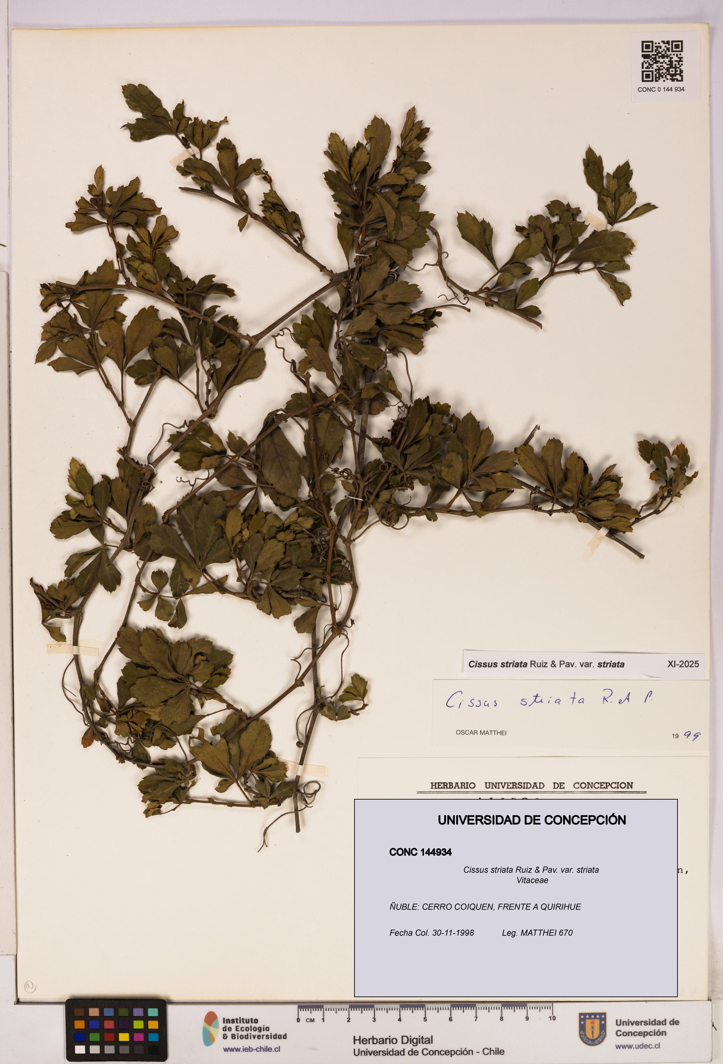 Cissus striata var. striata [Espécimen: UDEC:CONC:0144934]