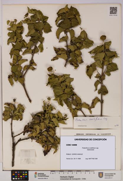 Podanthus ovatifolius [Espécimen: ]