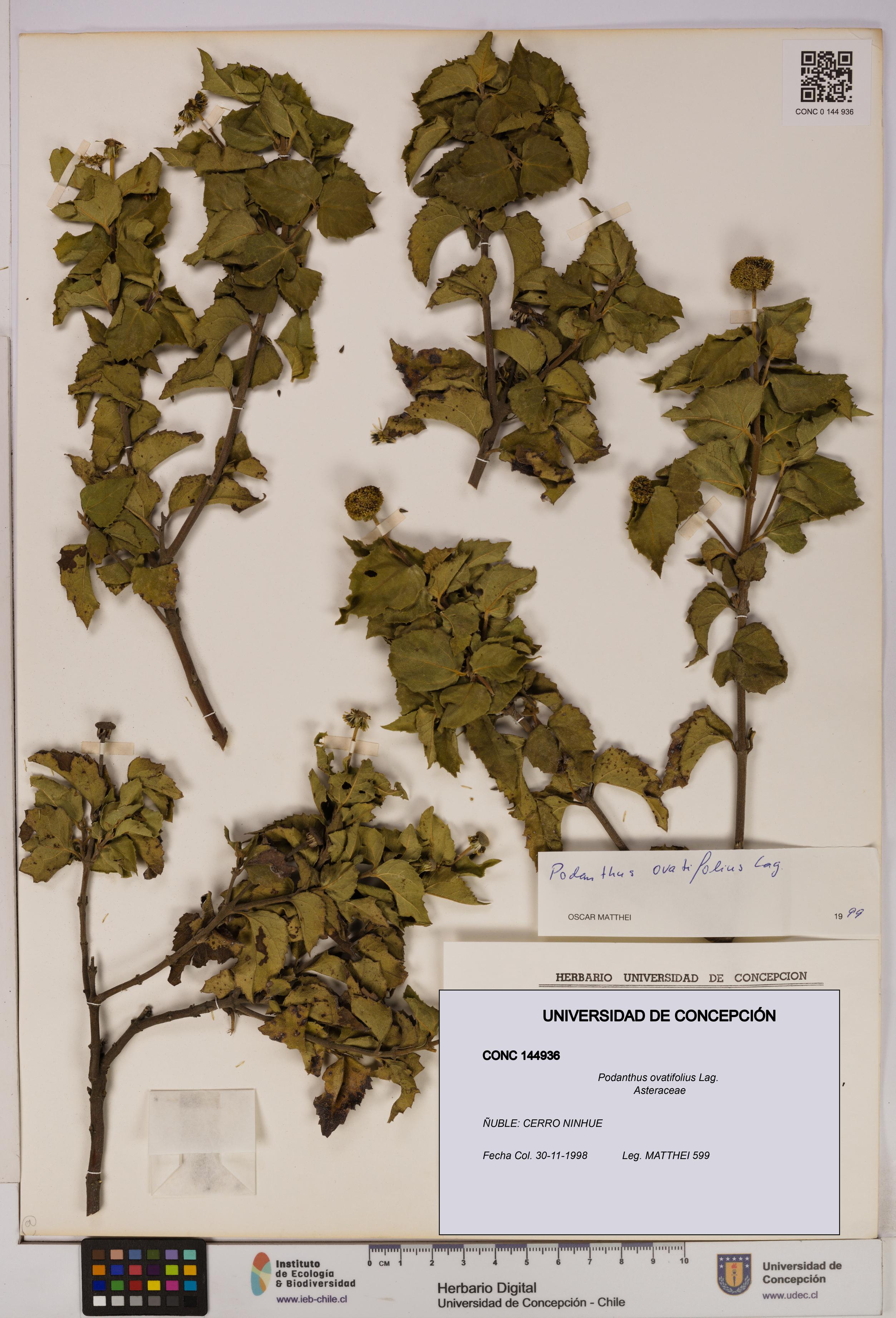Podanthus ovatifolius [Espécimen: ]