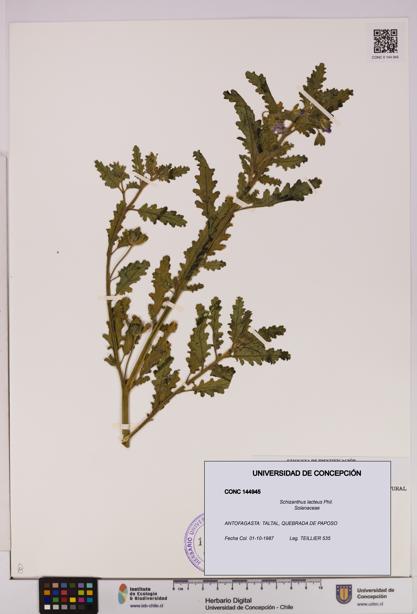 Schizanthus lacteus [Espécimen: UDEC:CONC:0144945]