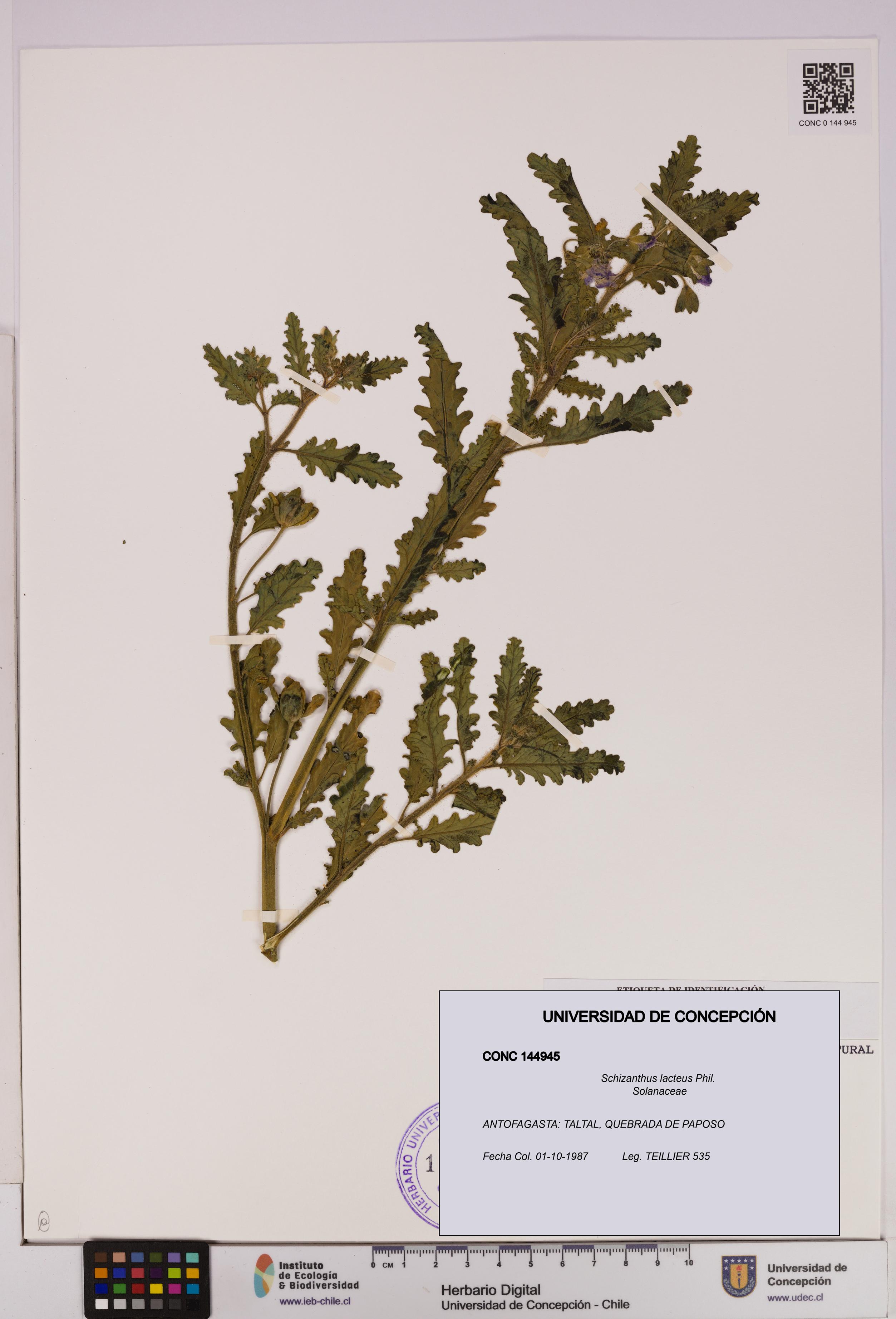 Schizanthus lacteus [Espécimen: UDEC:CONC:0144945]