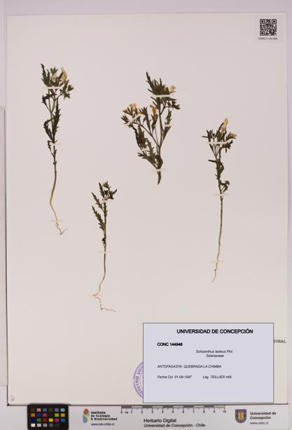 Schizanthus lacteus [Espécimen: UDEC:CONC:0144946]