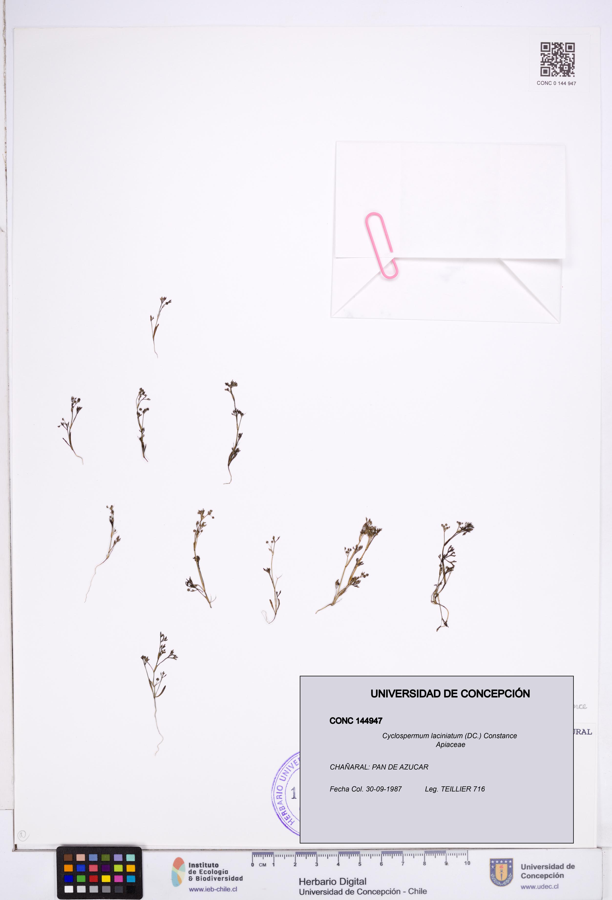 Cyclospermum laciniatum [Espécimen: ]