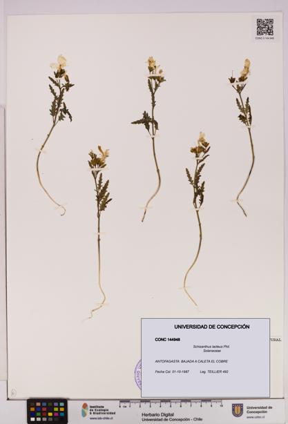 Schizanthus lacteus [Espécimen: UDEC:CONC:0144948]