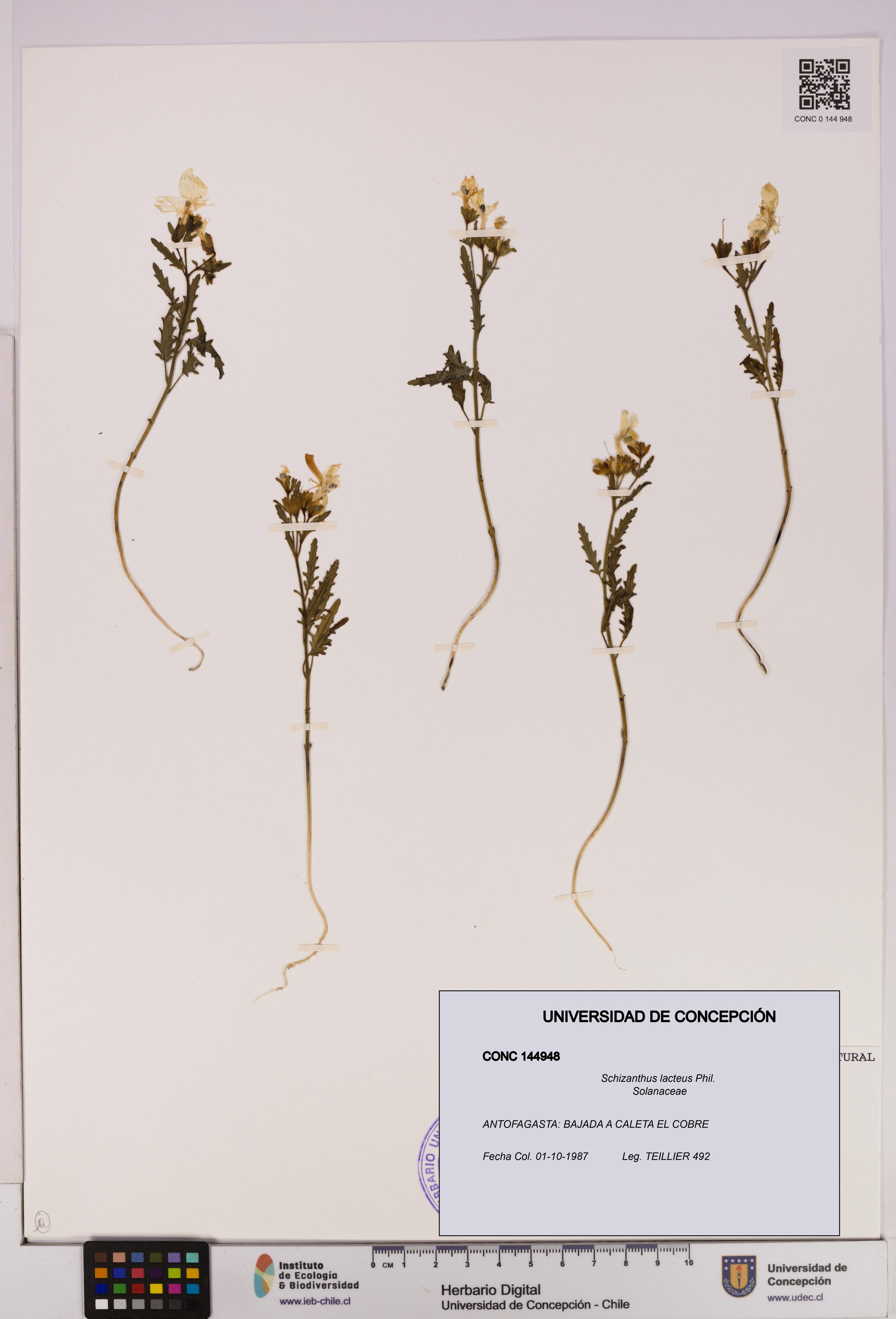 Schizanthus lacteus [Espécimen: UDEC:CONC:0144948]
