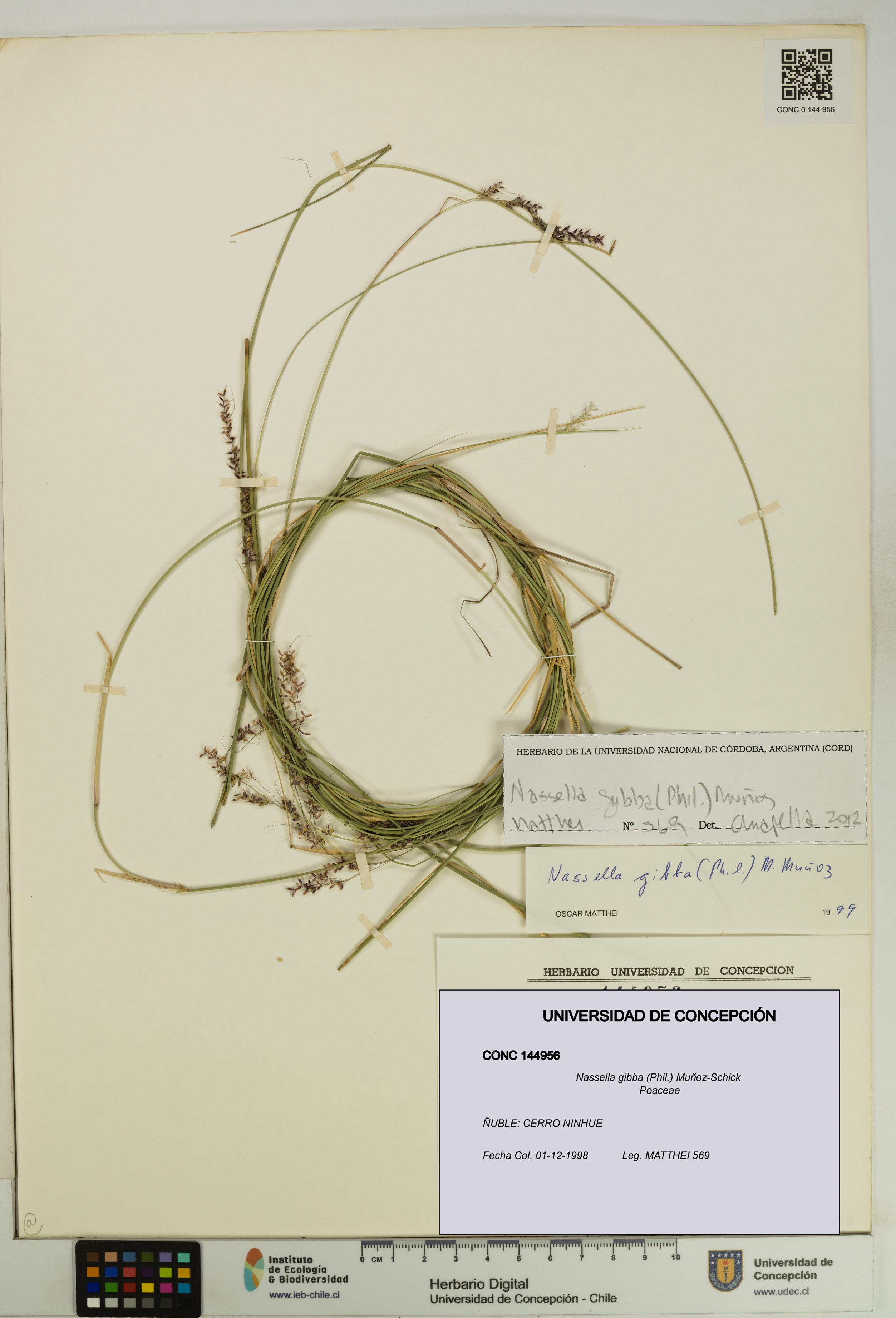 Nassella gibba [Espécimen: UDEC:CONC:0144956]