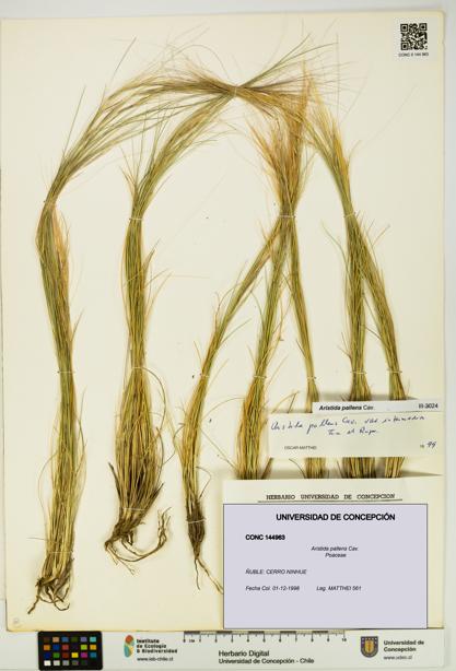 Aristida pallens [Espécimen: UDEC:CONC:0144963]