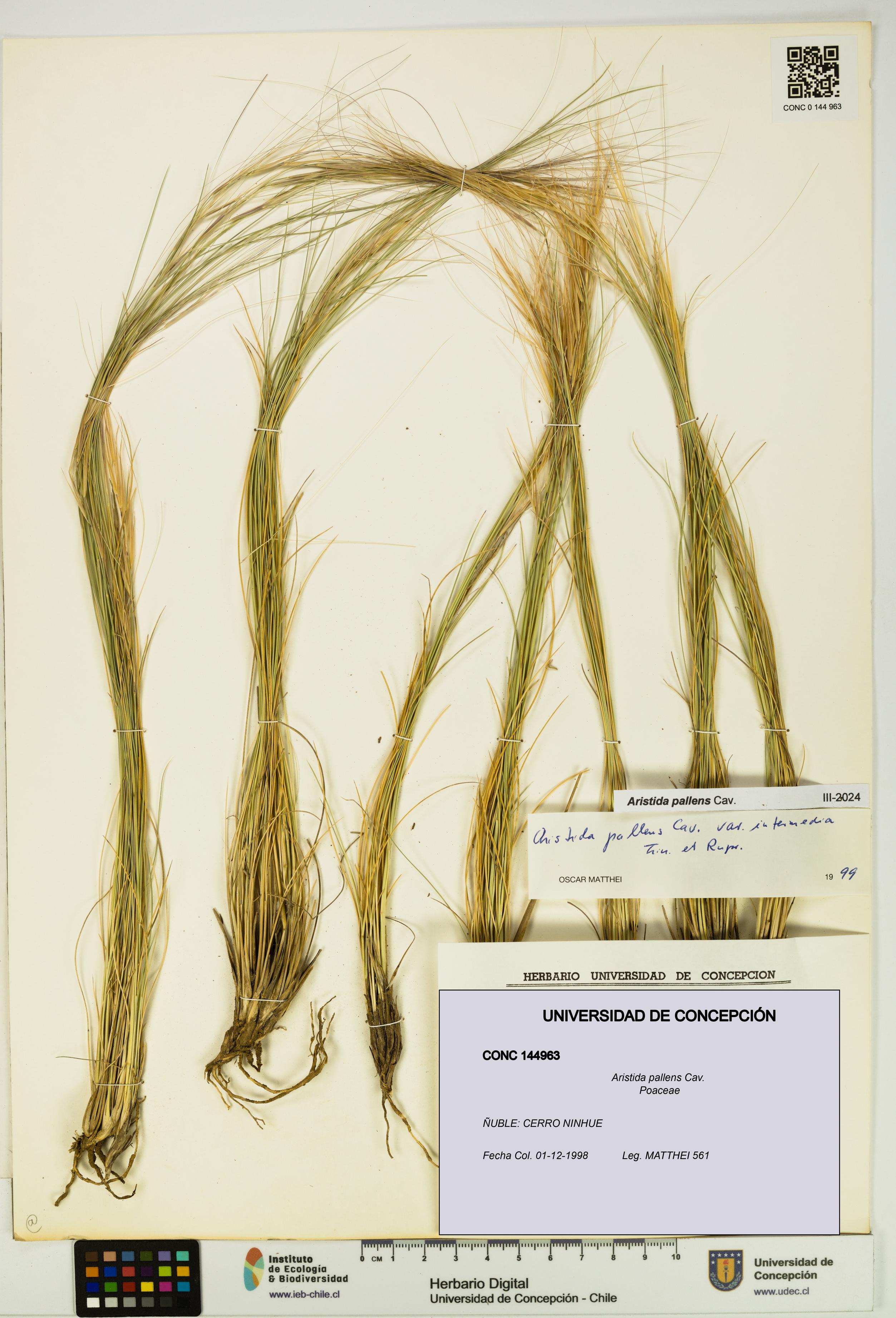 Aristida pallens [Espécimen: UDEC:CONC:0144963]