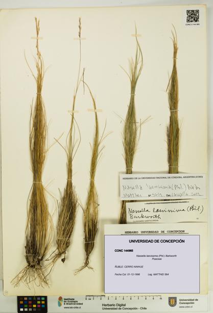 Nassella laevissima [Espécimen: UDEC:CONC:0144965]