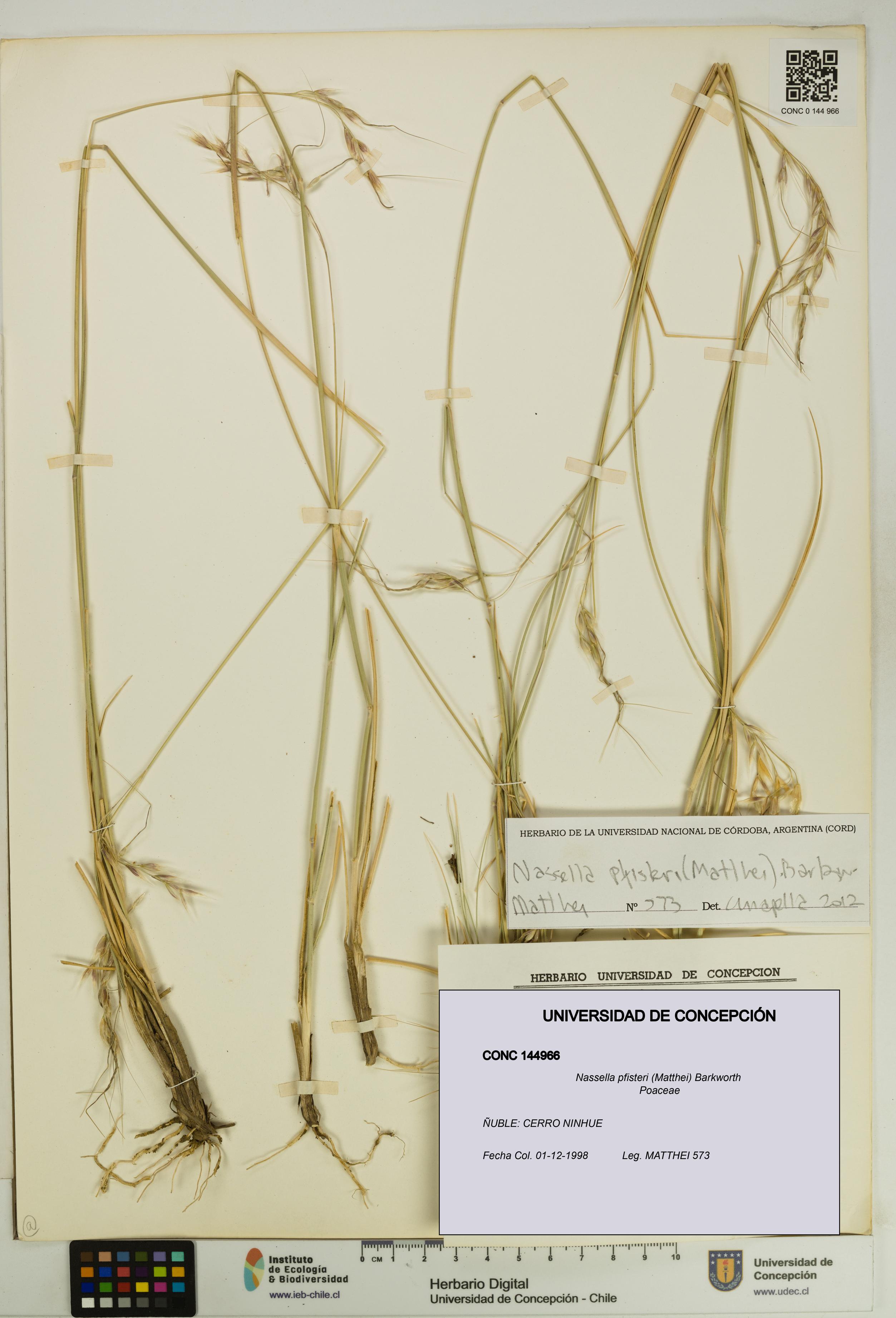 Nassella pfisteri [Espécimen: UDEC:CONC:0144966]