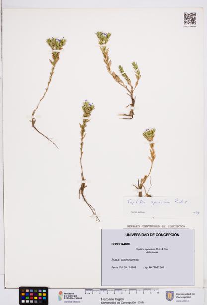 Triptilion spinosum [Espécimen: ]