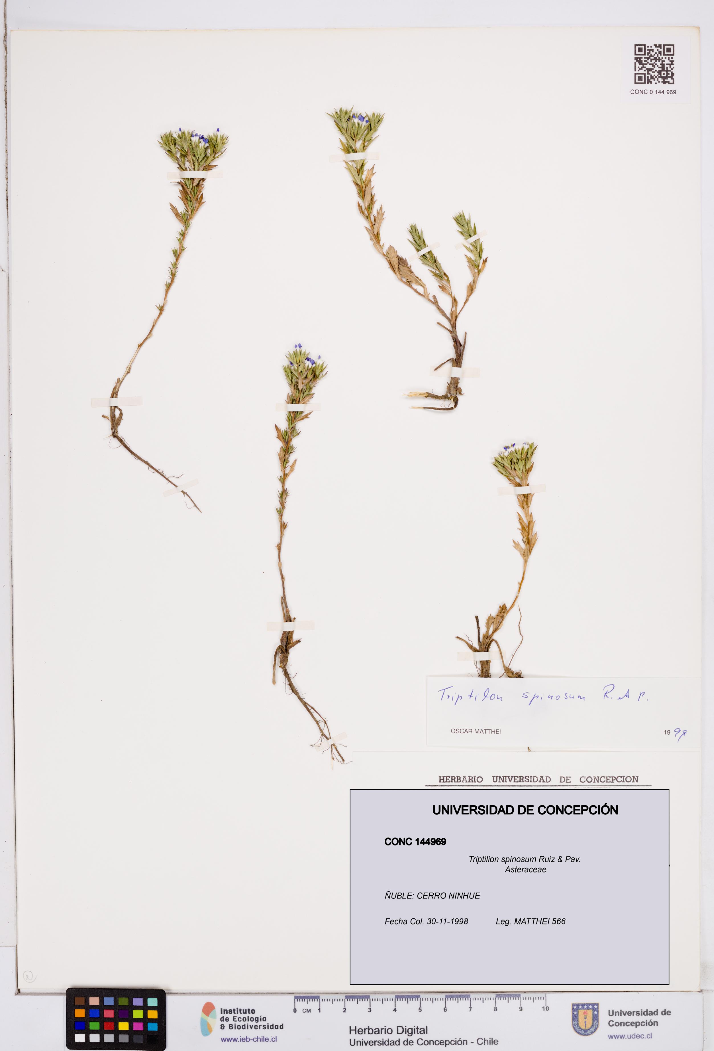 Triptilion spinosum [Espécimen: ]