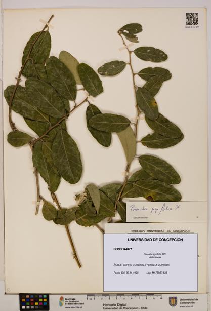 Proustia pyrifolia [Espécimen: UDEC:CONC:0144977]