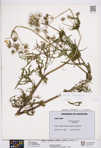 Sonchus tenerrimus [Espécimen: ]