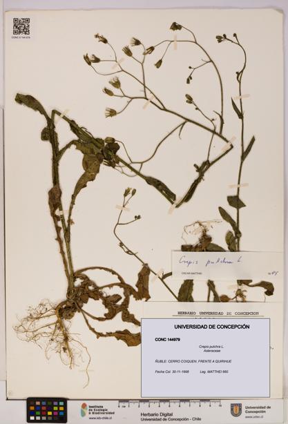 Crepis pulchra [Espécimen: UDEC:CONC:0144979]