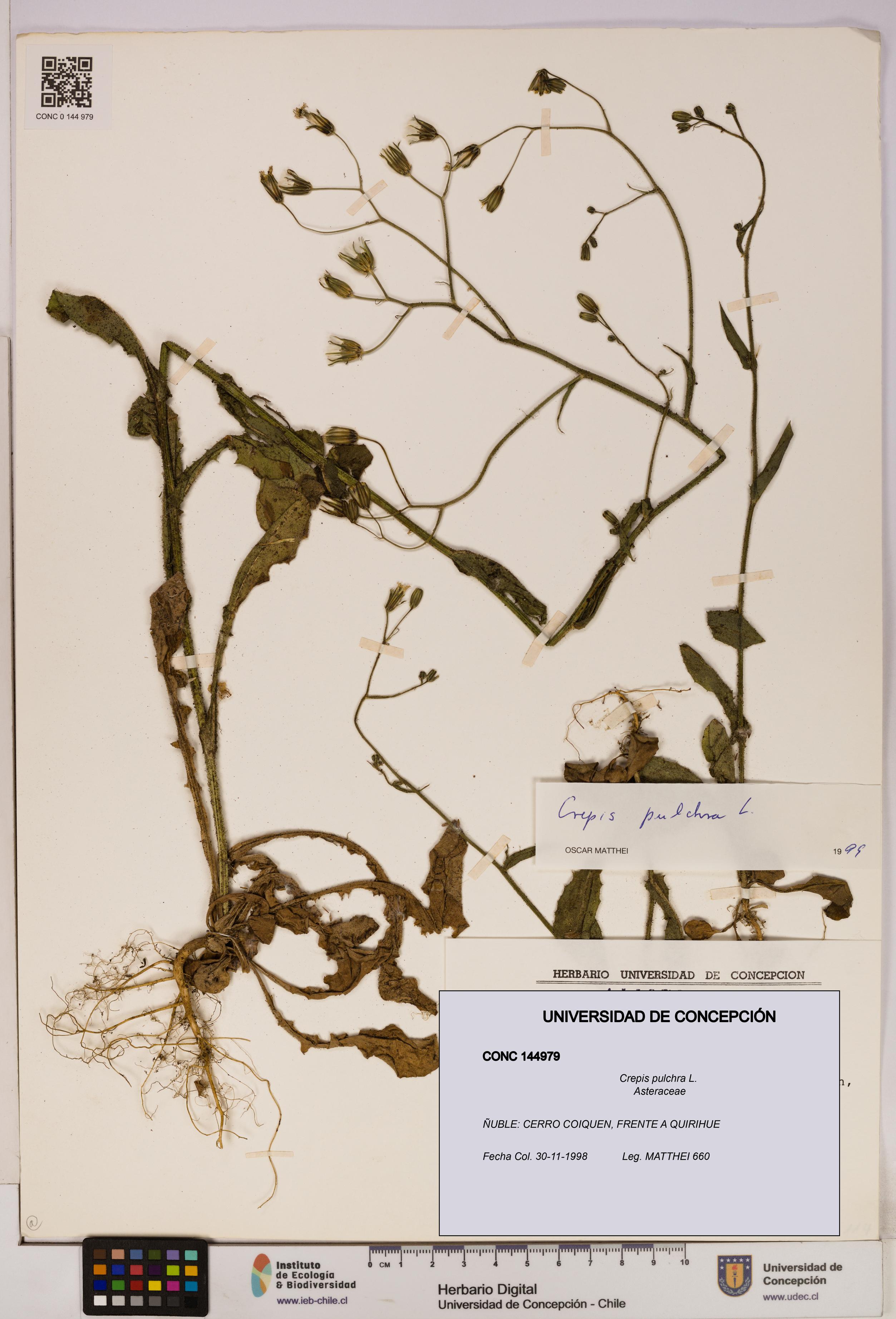 Crepis pulchra [Espécimen: UDEC:CONC:0144979]