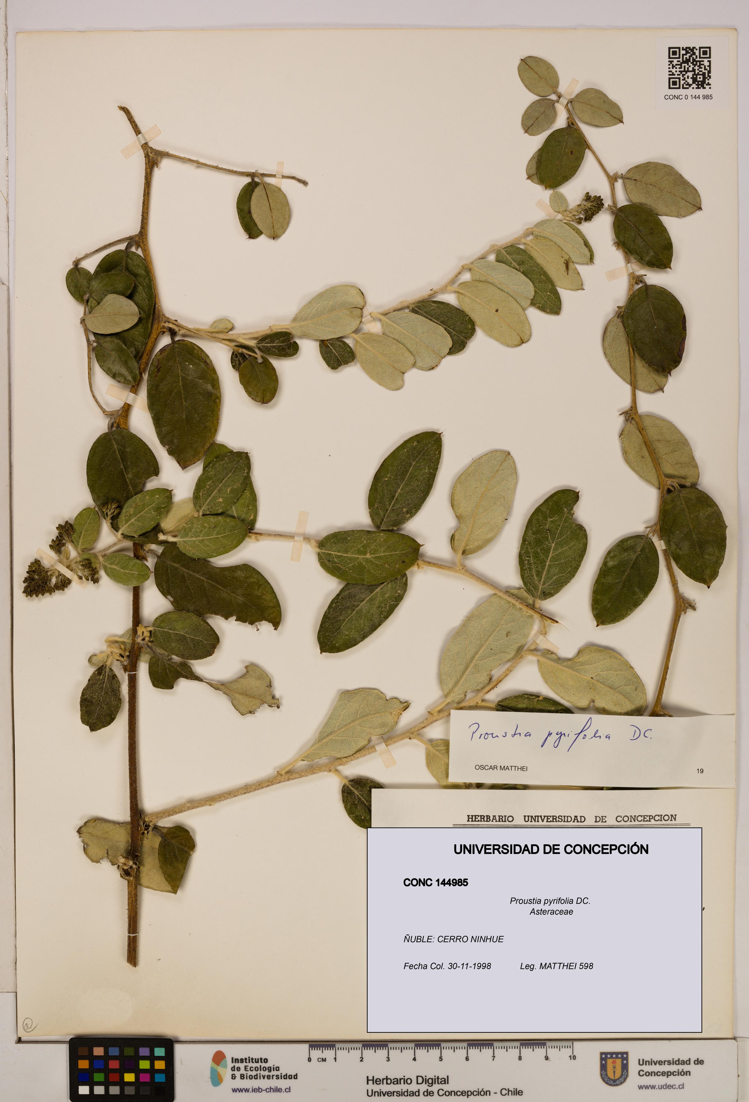 Proustia pyrifolia [Espécimen: UDEC:CONC:0144985]