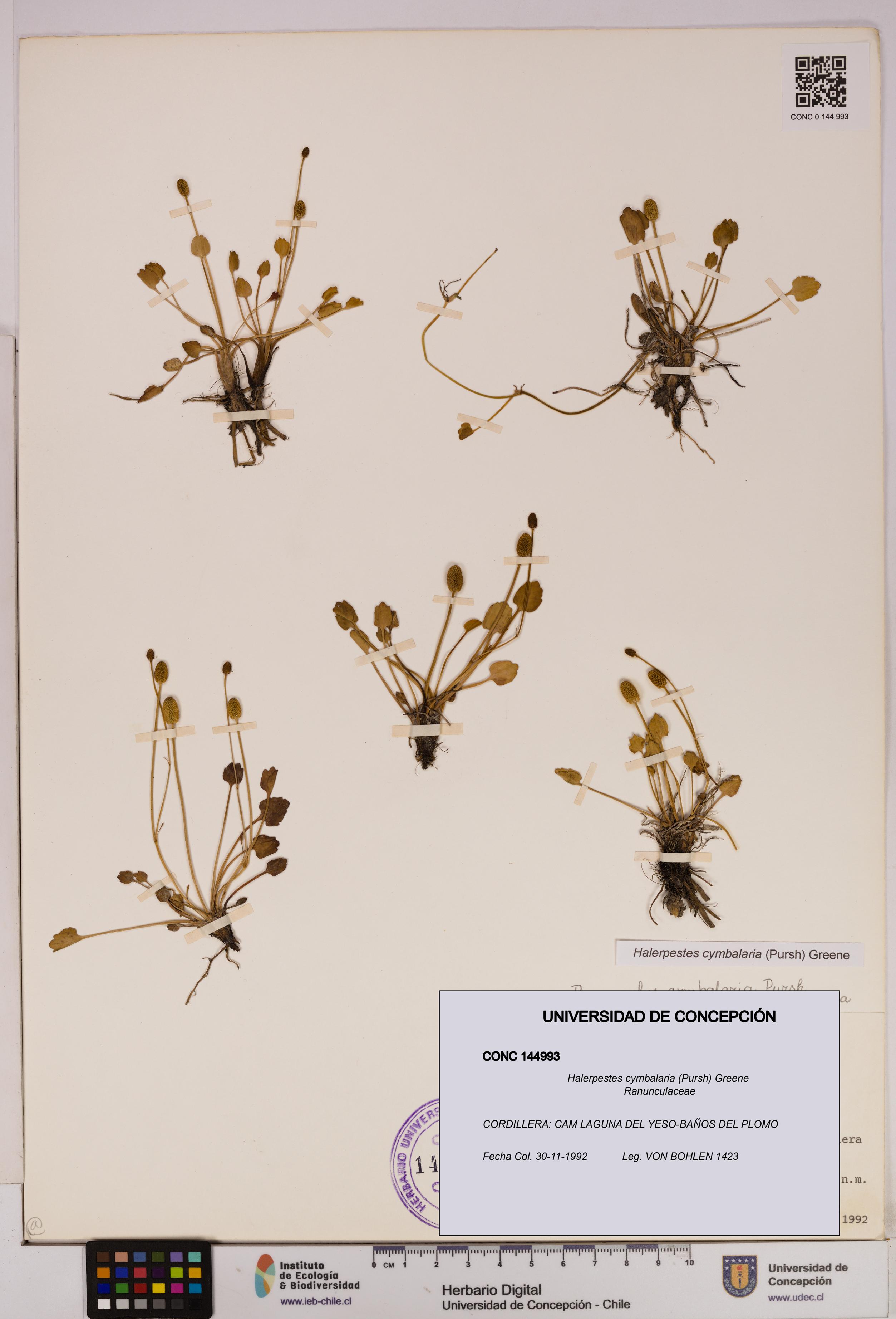 Halerpestes cymbalaria [Espécimen: UDEC:CONC:0144993]