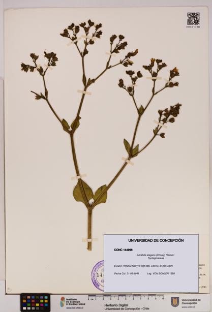 Mirabilis elegans [Espécimen: UDEC:CONC:0144996]