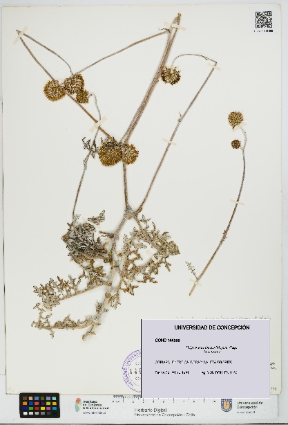 Polyachyrus fuscus [Espécimen: UDEC:CONC:0144998]