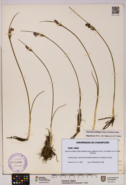 Olsynium philippii subsp. illapelinum [Espécimen: UDEC:CONC:0145000]