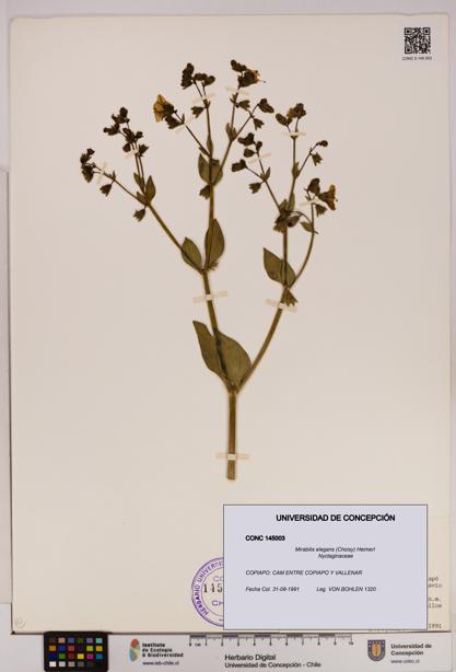 Mirabilis elegans [Espécimen: UDEC:CONC:0145003]