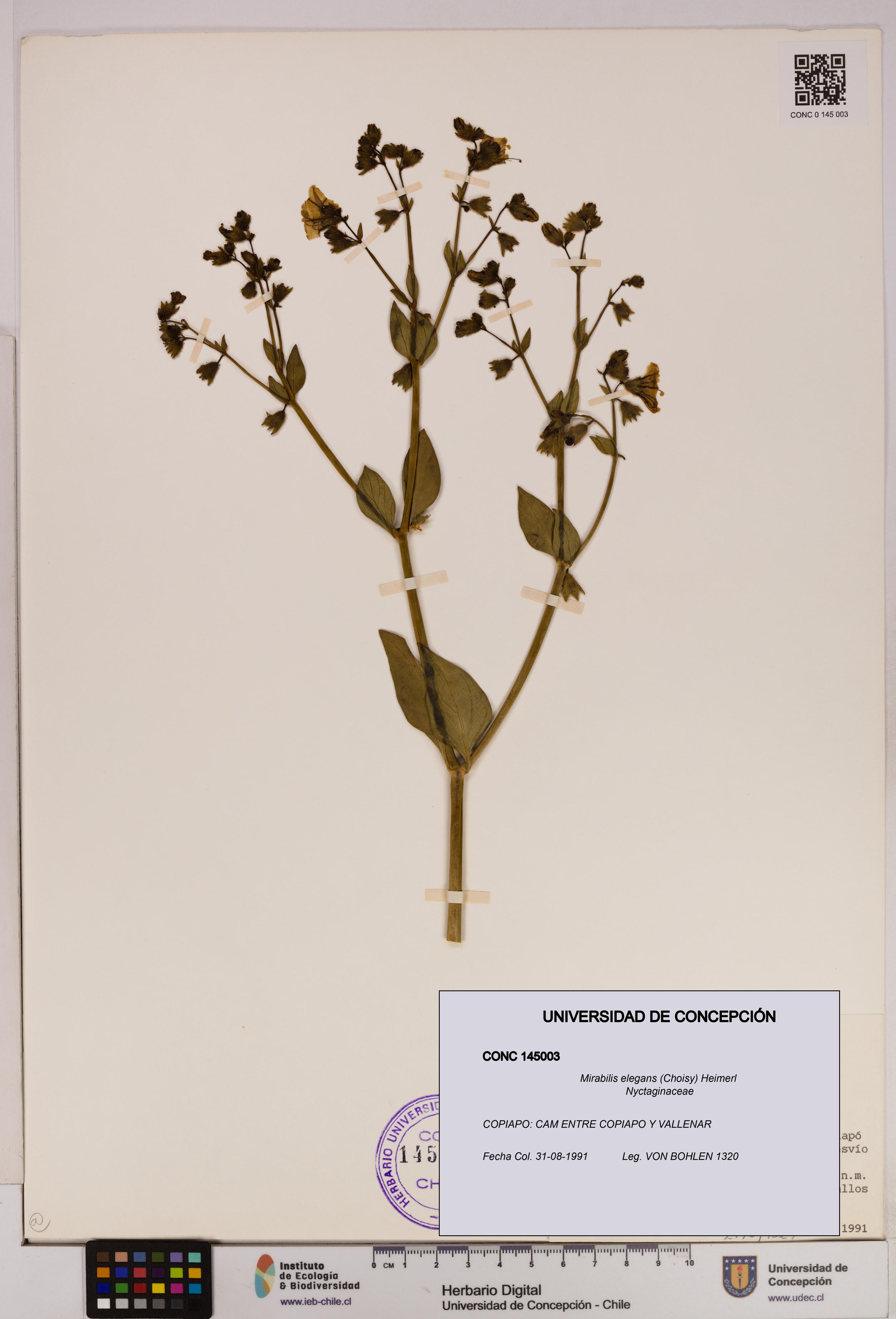 Mirabilis elegans [Espécimen: UDEC:CONC:0145003]
