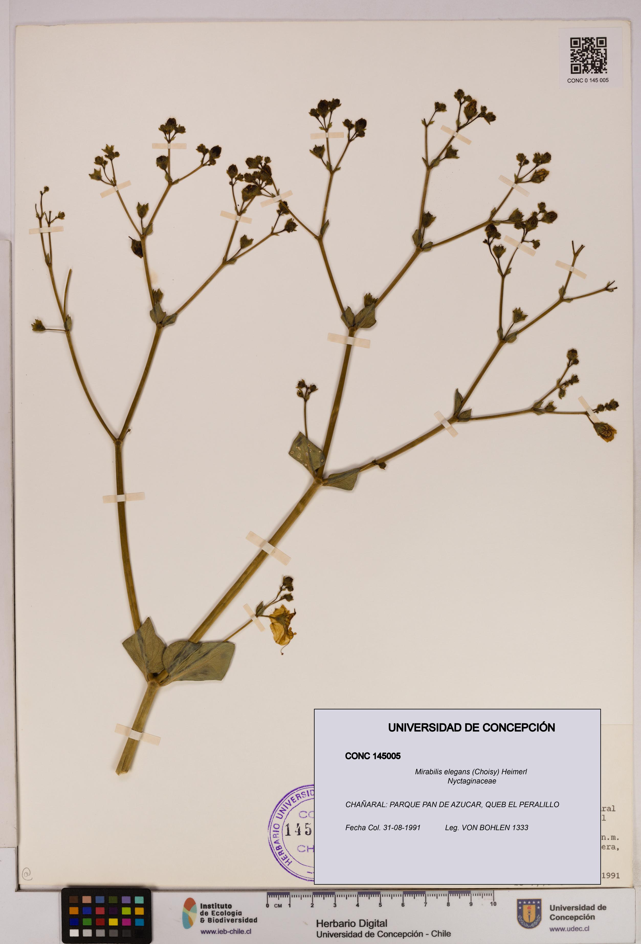 Mirabilis elegans [Espécimen: UDEC:CONC:0145005]