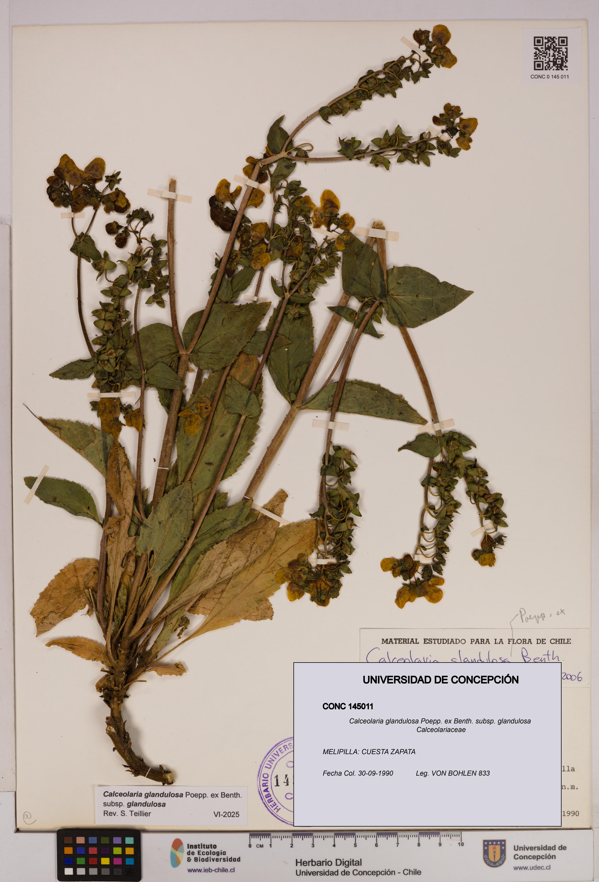 Calceolaria glandulosa [Espécimen: UDEC:CONC:0145011]