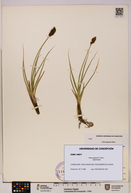 Carex gayana [Espécimen: UDEC:CONC:0145017]