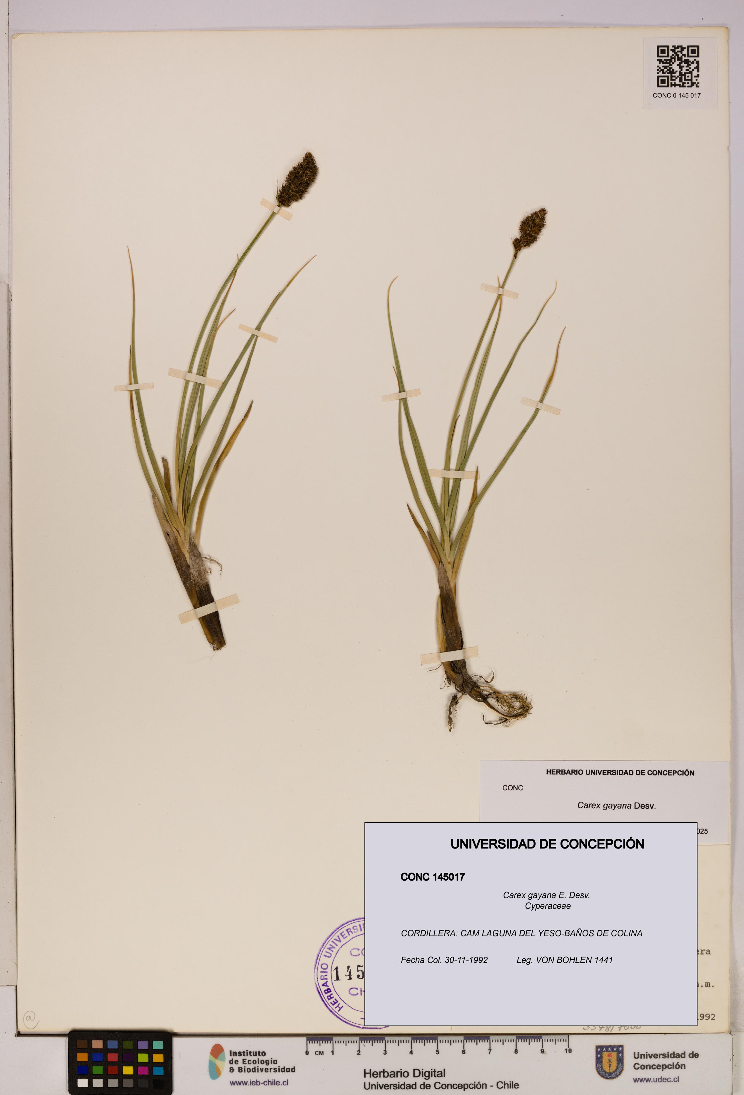 Carex gayana [Espécimen: UDEC:CONC:0145017]