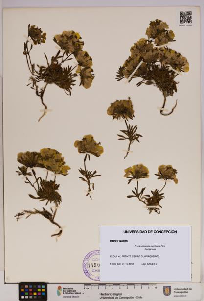 Cruckshanksia montiana [Espécimen: UDEC:CONC:0145023]