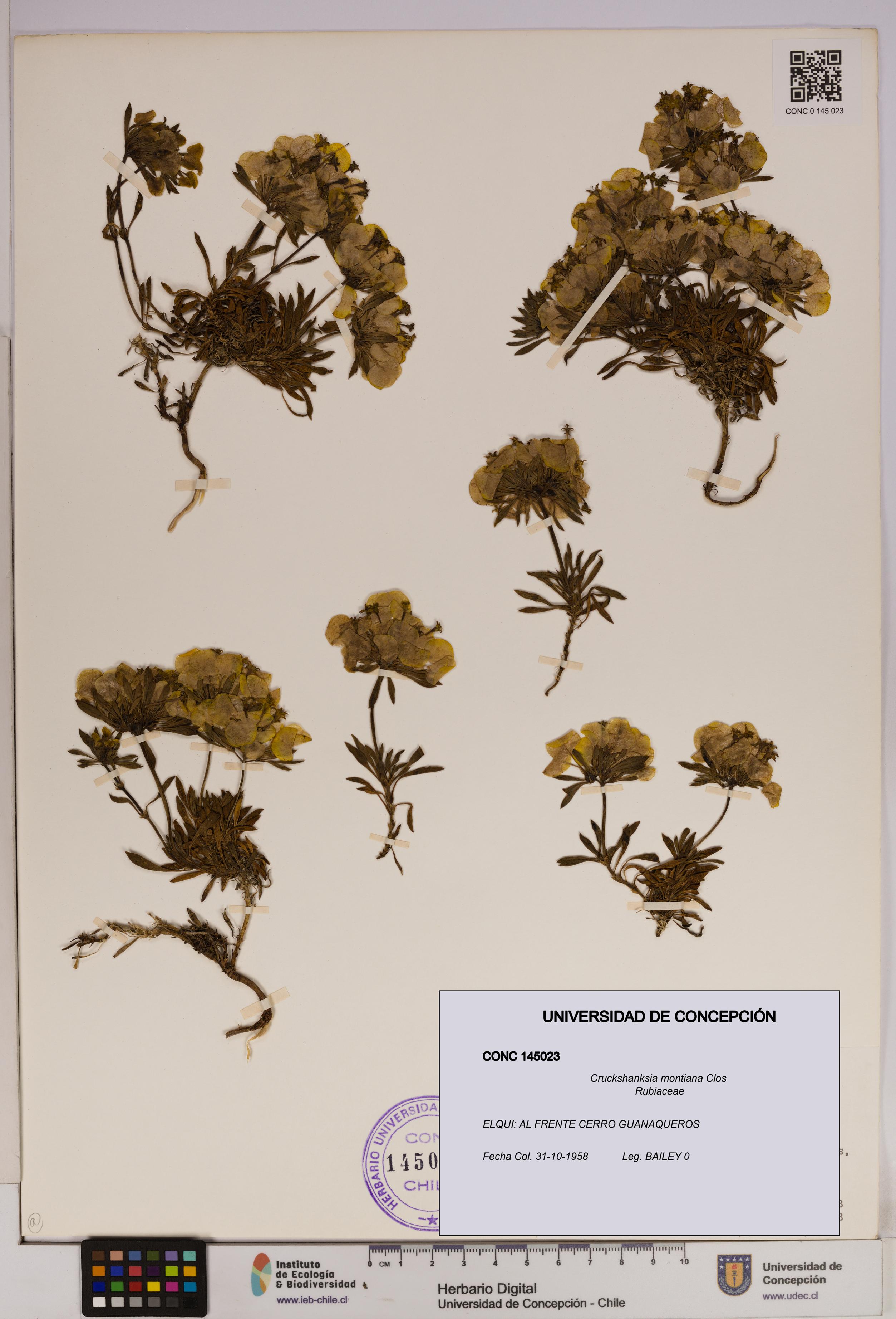Cruckshanksia montiana [Espécimen: UDEC:CONC:0145023]