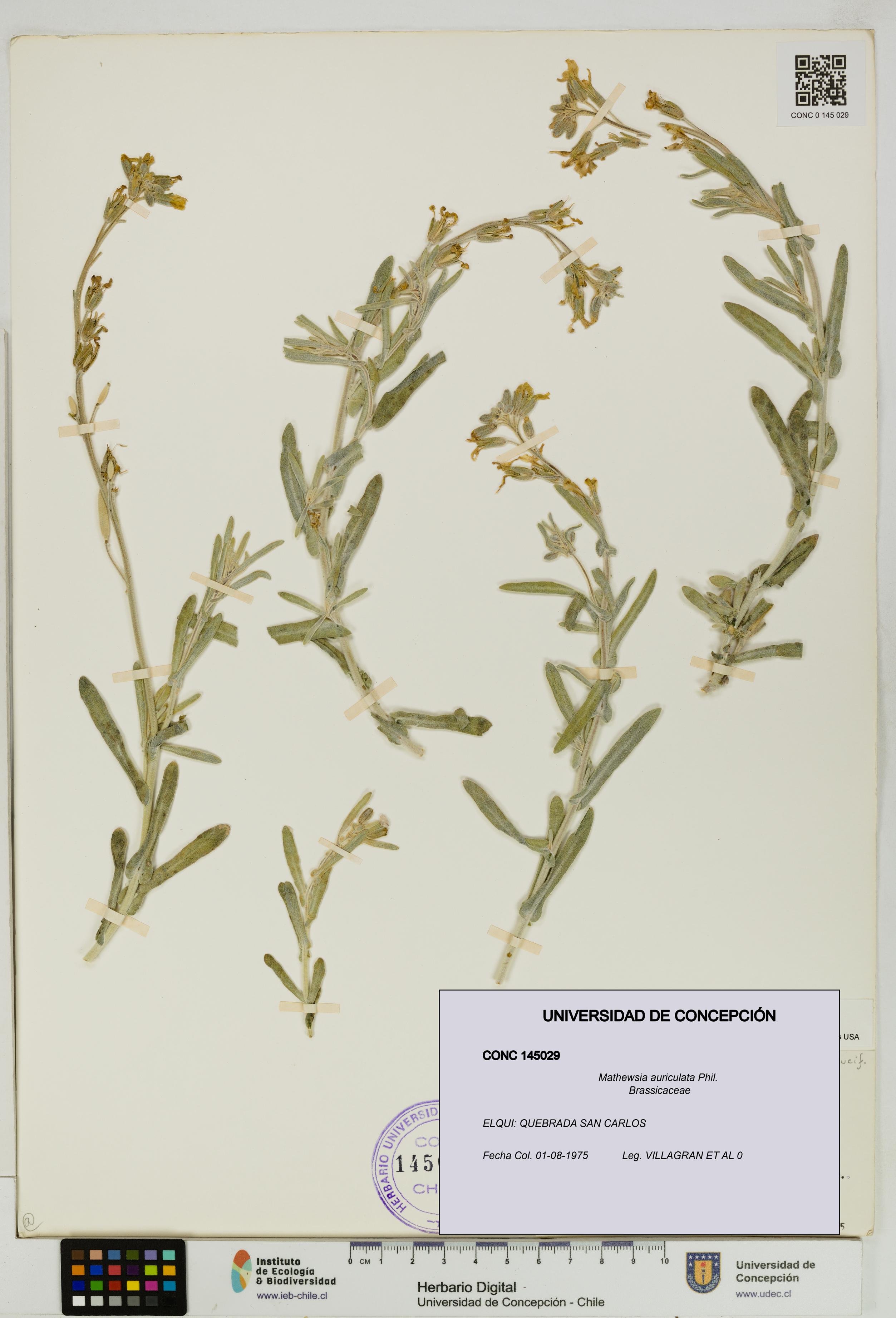 Mathewsia auriculata [Espécimen: UDEC:CONC:0145029]