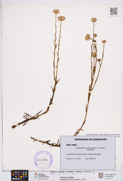 Symphyotrichum vahlii [Espécimen: ]