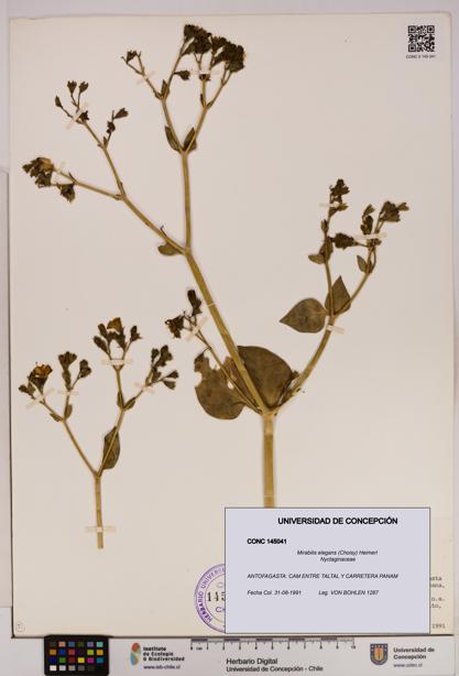 Mirabilis elegans [Espécimen: UDEC:CONC:0145041]