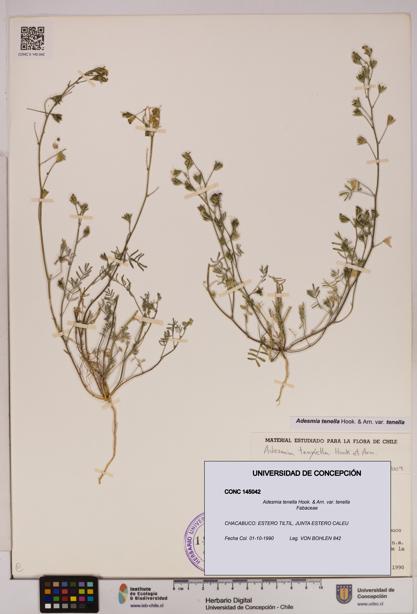 Adesmia tenella var. tenella [Espécimen: UDEC:CONC:0145042]