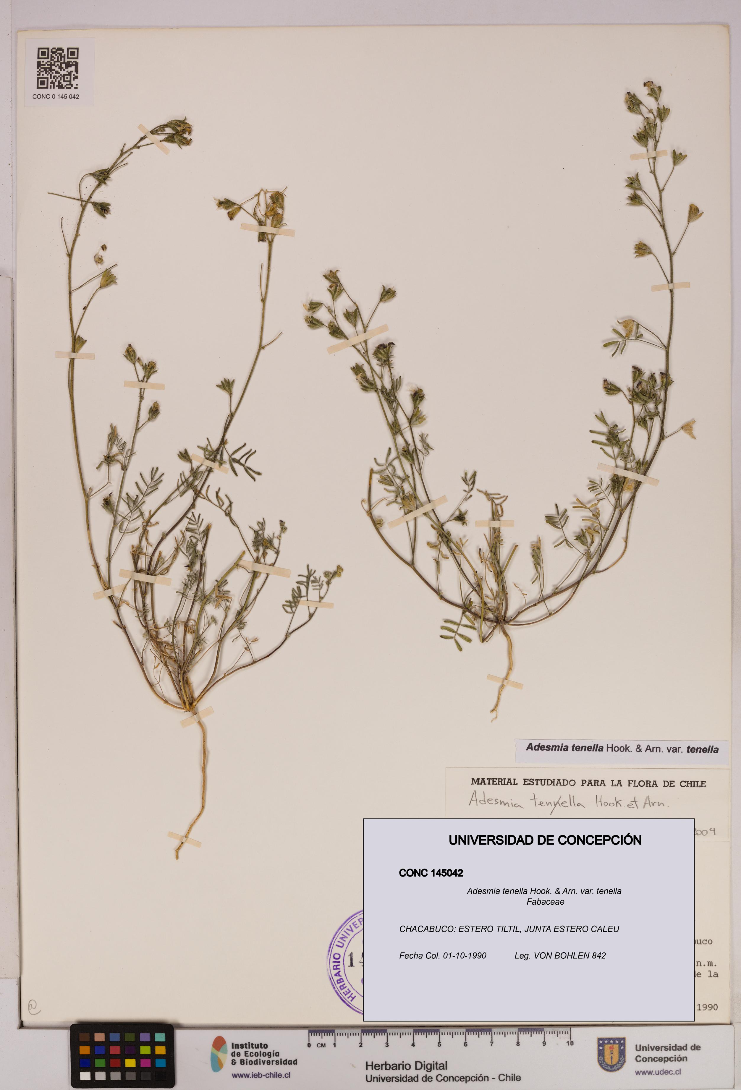 Adesmia tenella var. tenella [Espécimen: UDEC:CONC:0145042]