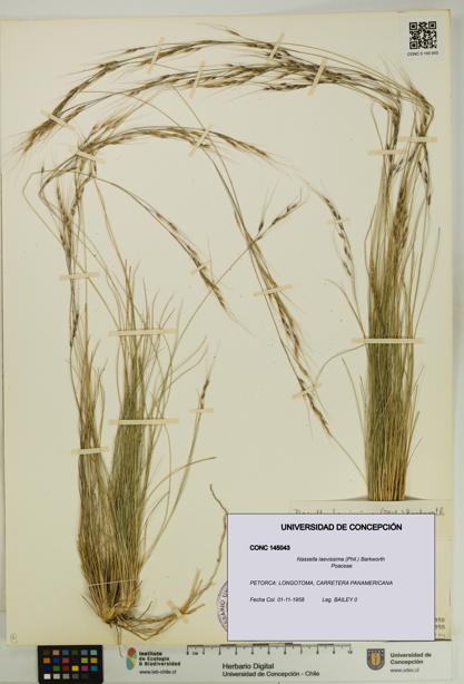 Nassella laevissima [Espécimen: UDEC:CONC:0145043]