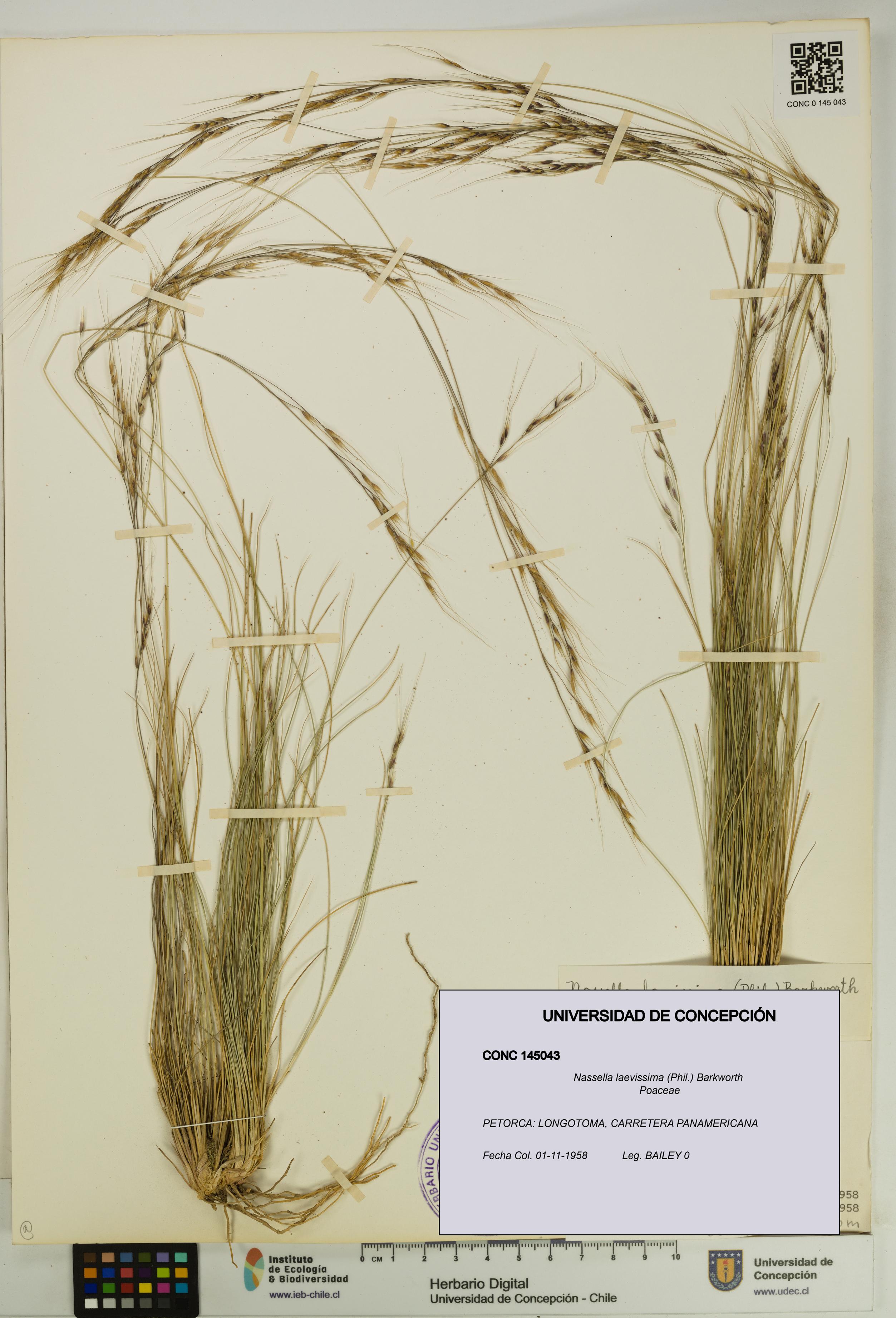 Nassella laevissima [Espécimen: UDEC:CONC:0145043]