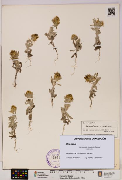 Gamochaeta deserticola [Espécimen: UDEC:CONC:0145046]