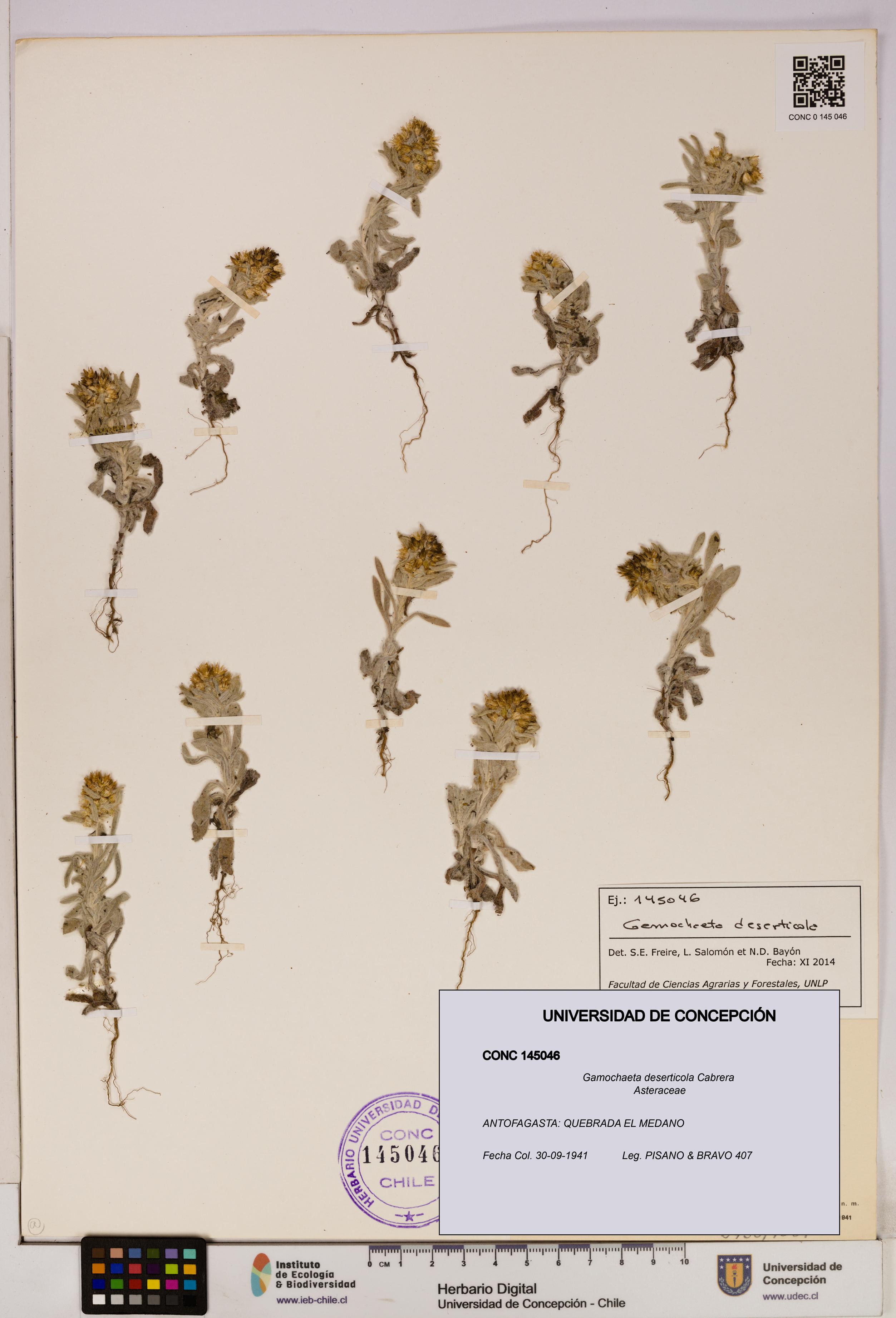 Gamochaeta deserticola [Espécimen: UDEC:CONC:0145046]