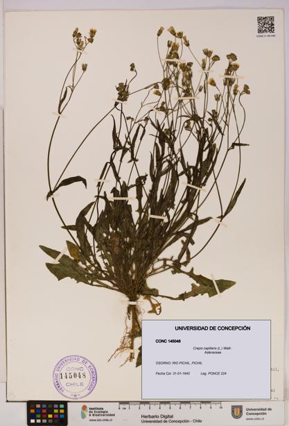 Crepis capillaris [Espécimen: UDEC:CONC:0145048]