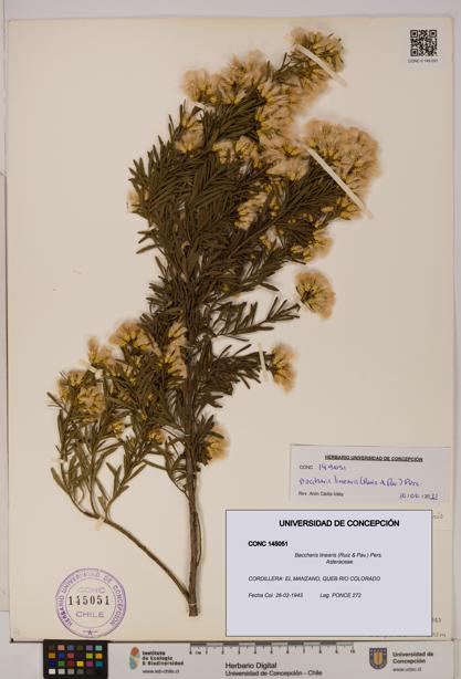 Baccharis linearis [Espécimen: UDEC:CONC:0145051]