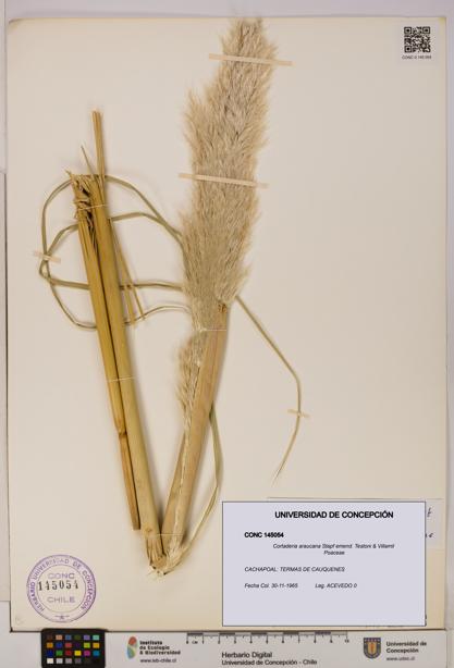 Cortaderia araucana [Espécimen: UDEC:CONC:0145054]