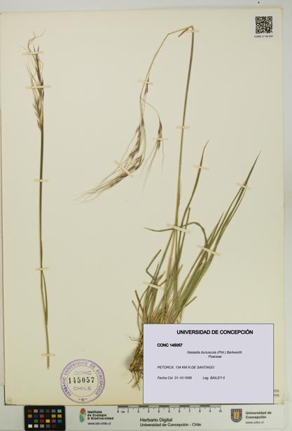 Nassella duriuscula [Espécimen: UDEC:CONC:0145057]