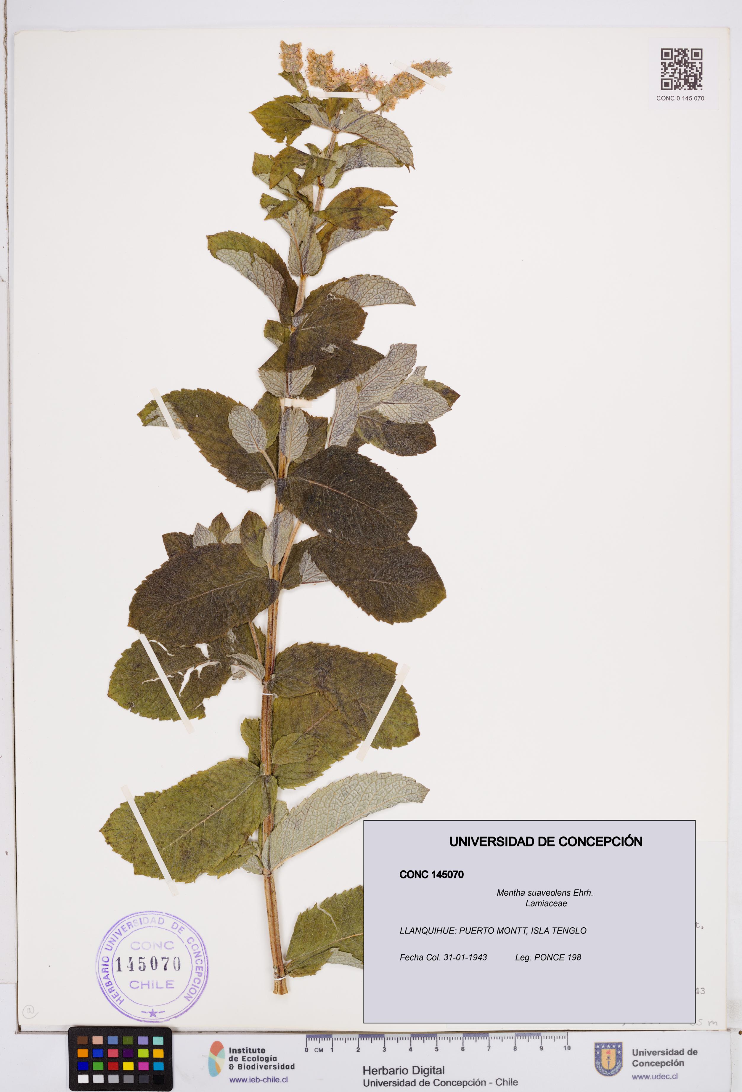 Mentha suaveolens [Espécimen: ]