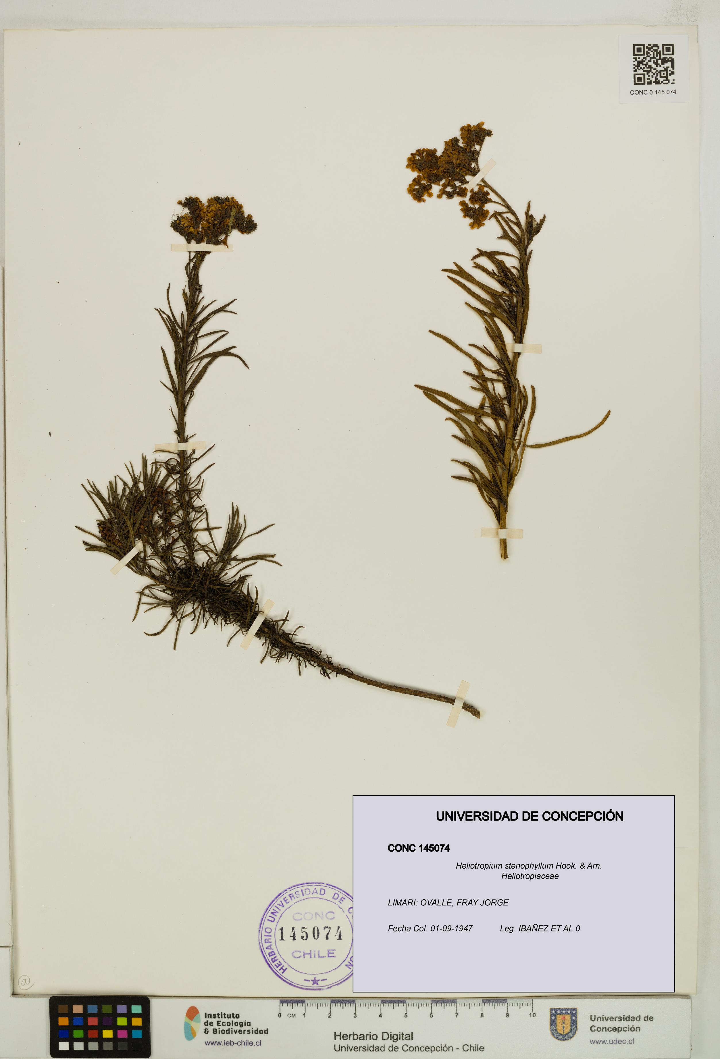 Heliotropium stenophyllum [Espécimen: UDEC:CONC:0145074]