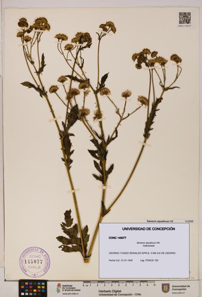 Senecio aquaticus [Espécimen: UDEC:CONC:0145077]